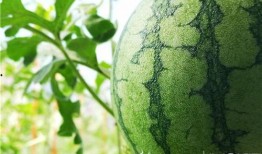 五一爆料最新吃瓜视频,最新视频曝光惊人内幕